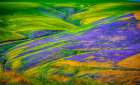 USA-Oregon-Milton-Freewater Fields of vetch Art Print